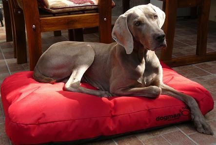 Matrace pro psy Dogmans Runway